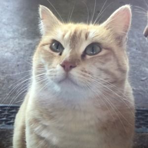 Meet your Posher, Tim